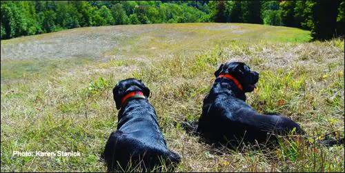 Mills Riverside Park Off Leash Area photo 2